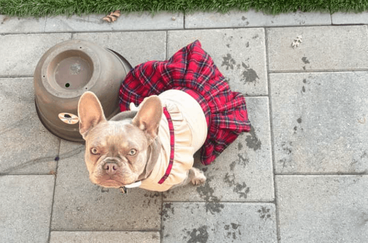 Little Paws Loving Hearts Pet Care Services