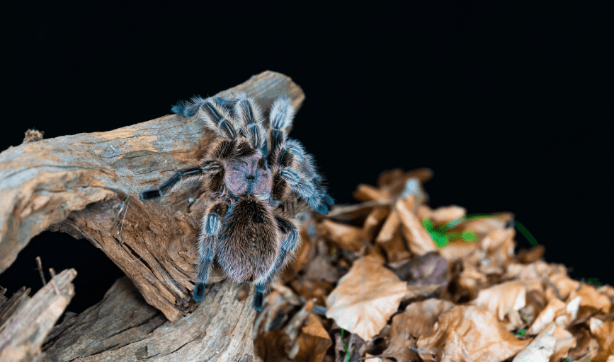 EXOTIC PET CARE