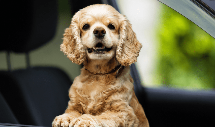 PET TRANSPORTATION
