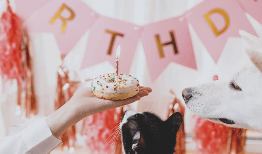 Pet Birthday Parties